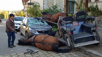 Suis-je responsable du dommage causé par mon animal ? Un avocat à Lyon vous explique